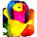 Tinted Roses - Yellow, Blue, Pink, Orange